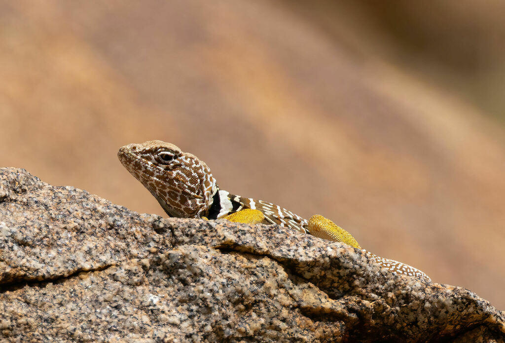 Baja California Collared Lizard from Imperial County, CA, USA on