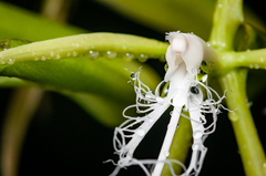 Epidendrum ciliare
