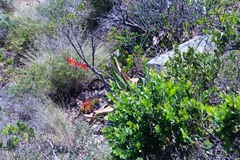 Gasteria acinacifolia
