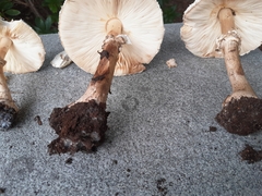 Macrolepiota procera