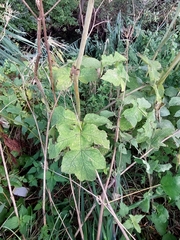 Heracleum sphondylium