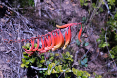 Gasteria acinacifolia