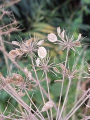 Heracleum sphondylium