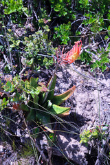 Gasteria acinacifolia