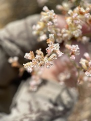 Eriogonum microtheca