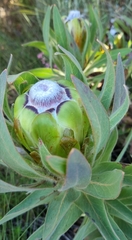 Protea coronata