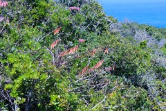 Gasteria acinacifolia