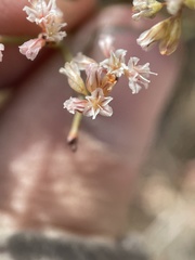 Eriogonum microtheca