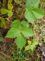 Rubus hispidus