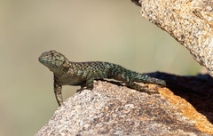 Sceloporus orcutti