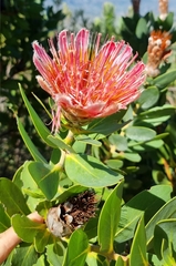 Protea aurea aurea × punctata