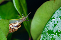 Drymaeus serperastrum