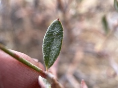 Eriogonum microtheca