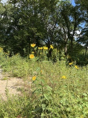 Helianthus tuberosus