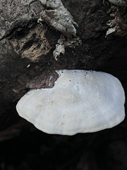 Trametes aesculi