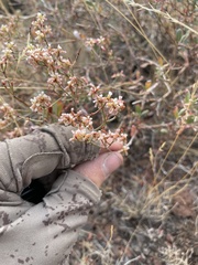 Eriogonum microtheca