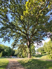 Quercus macrocarpa
