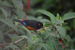 Anisognathus igniventris