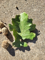 Quercus macrocarpa
