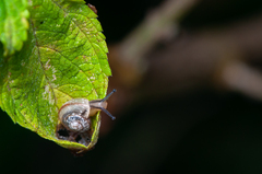 Bradybaena similaris