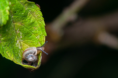 Bradybaena similaris