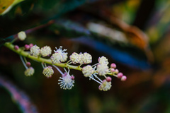 Codiaeum variegatum