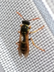 Polistes