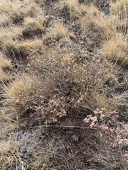 Eriogonum microtheca