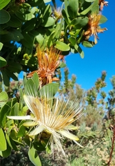Protea aurea aurea