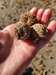 Quercus macrocarpa