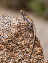 Uta stansburiana elegans