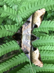 Amplypterus panopus