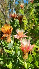 Protea aurea aurea