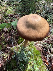 Nolanea