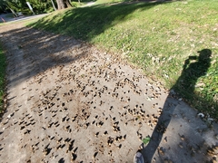 Quercus macrocarpa