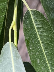 Salicaceae