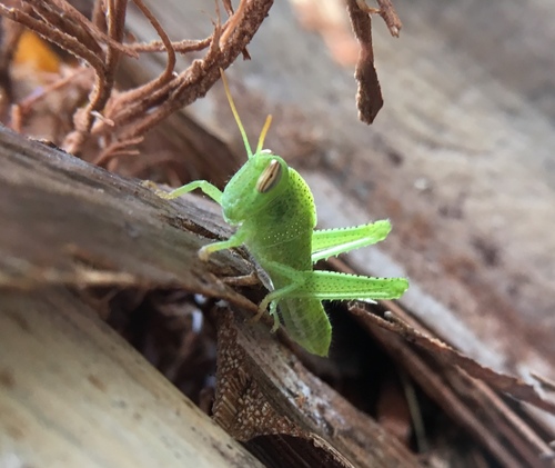Photo of Egyptian Bird Grasshopper (Anacridium aegyptium)