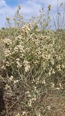 Baccharis articulata