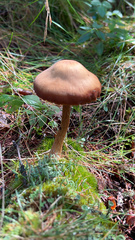 Nolanea