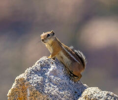 Ammospermophilus leucurus