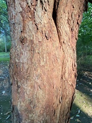 Cercis canadensis