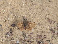 Carcharodina