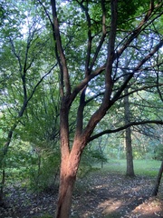 Cercis canadensis