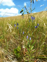 Adenophora stenanthina