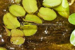 Ischnura pruinescens