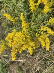 Solidago odora