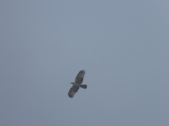 Pernis ptilorhynchus