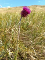 Carduus nutans leiophyllus