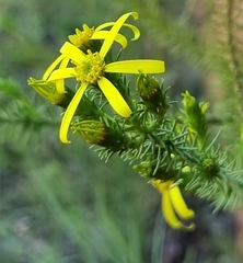 Senecio pinifolius