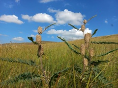 Astragalus alopecurus